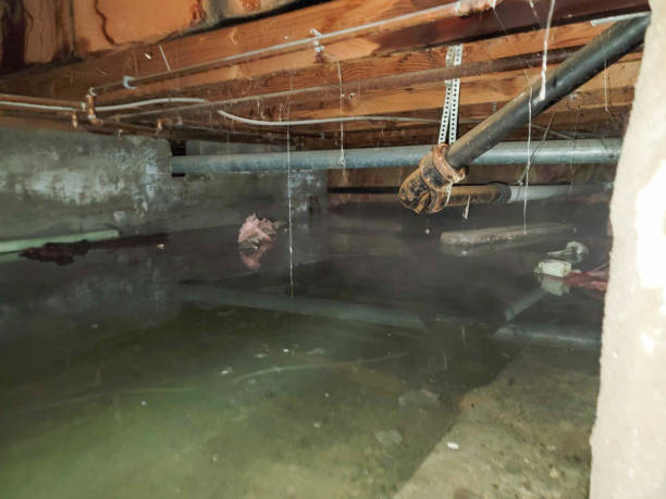 Best Professional water damage repair  in Erwin, NC