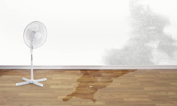 Best Carpet water damage restoration  in Erwin, NC