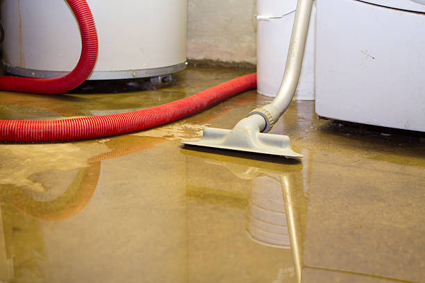 Best Mold removal after water damage  in Erwin, NC